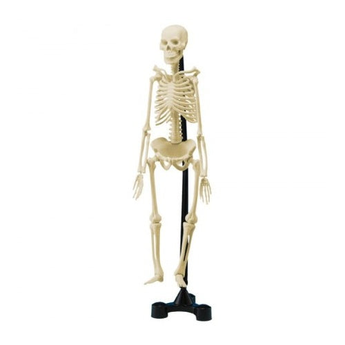 46cm Skeleton by Edu-Toys