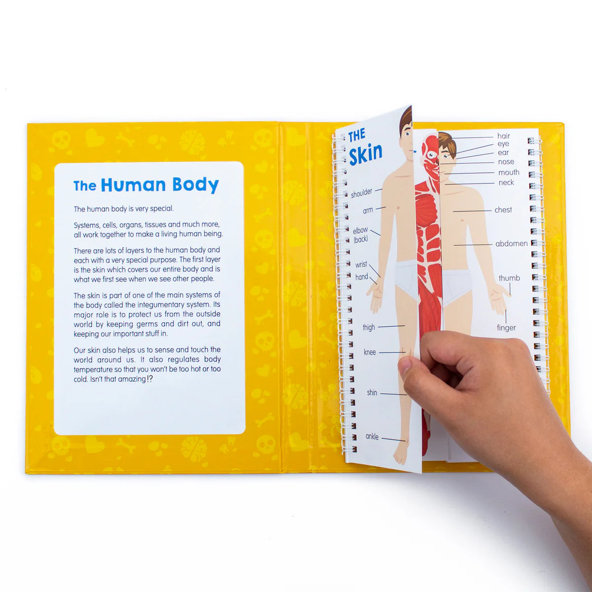 Anatomy Flips by Junior Learning