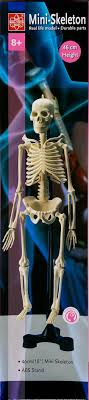 46cm Skeleton by Edu-Toys