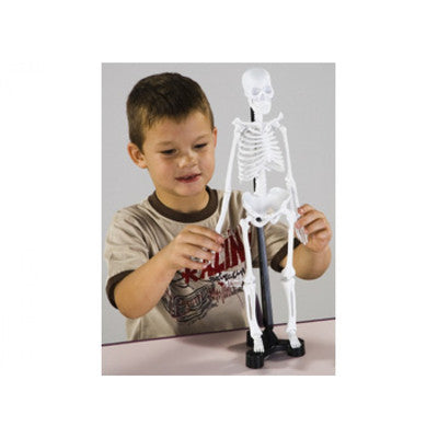 46cm Skeleton by Edu-Toys