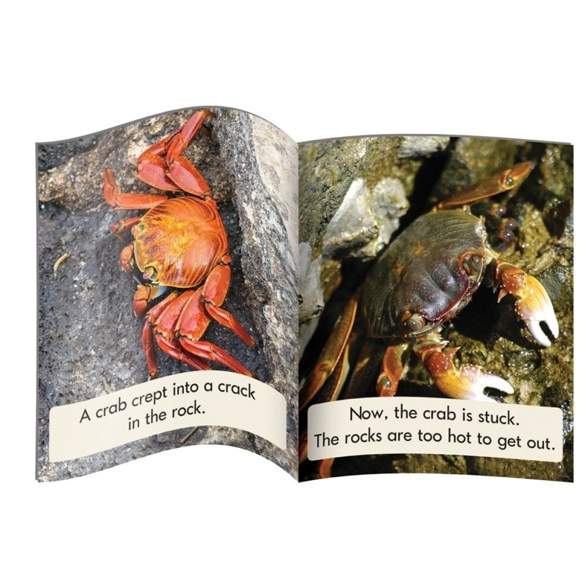 12 Decodable Readers - Phase 4 - Blend - NON FICTION Books - By Junior Learning